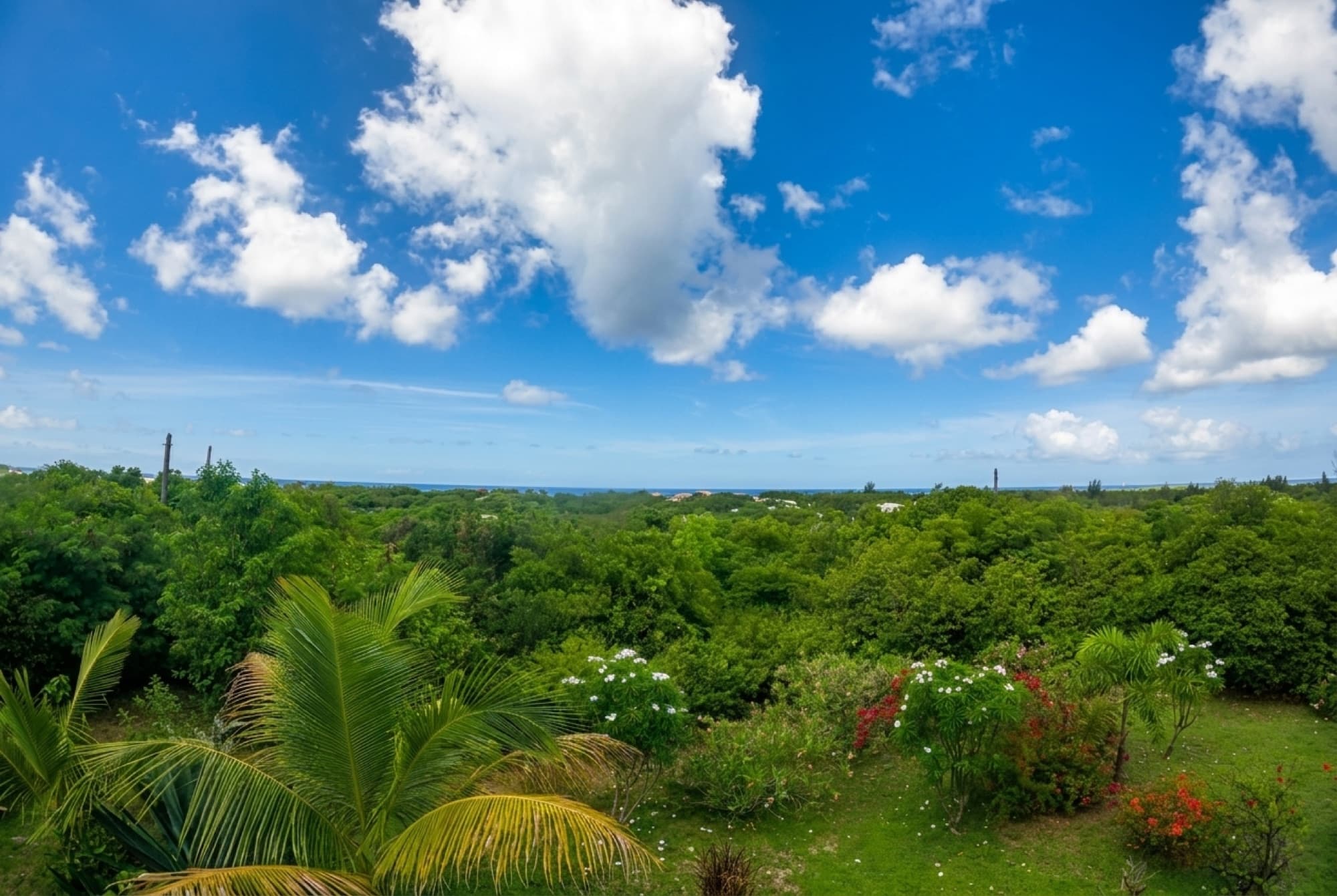 Lush garden treetops rolling down to the Caribbean Sea under puffy clouds