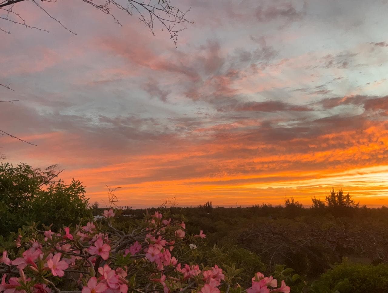 Pink desert roses in bloom against an orange sunset sky